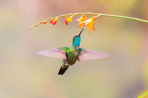 Hummingbirds: Central America, Costa Rica. Male talamanca hummingbird feeding. by Jaynes Gallery