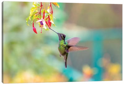 Central America, Costa Rica. Male talamanca hummingbird feeding. Canvas Art Print - Central America