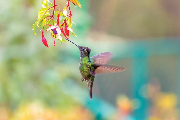 Central America, Costa Rica. Male talamanca hummingbird feeding.