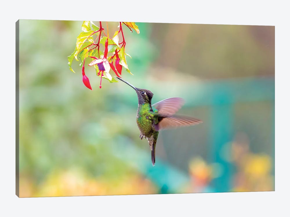 Central America, Costa Rica. Male talamanca hummingbird feeding. by Jaynes Gallery 1-piece Canvas Wall Art
