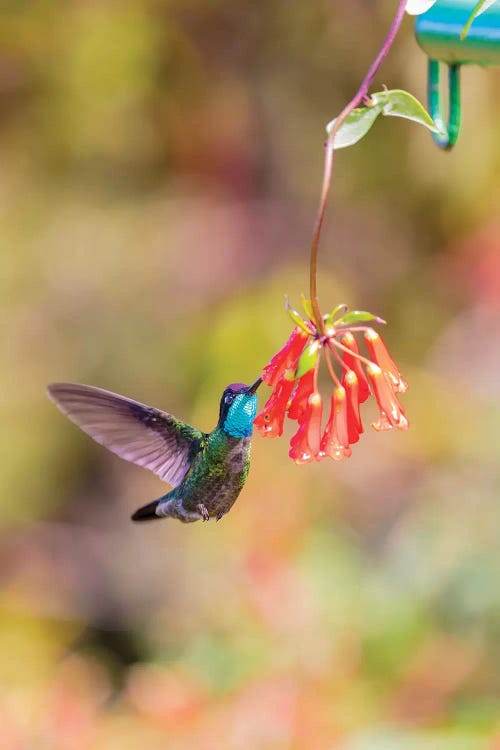 Central America, Costa Rica. Male talamanca hummingbird feeding.