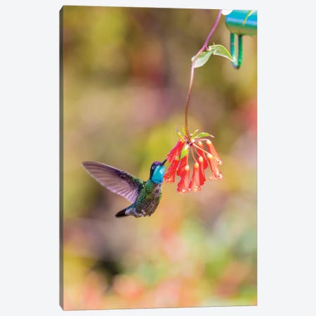 Central America, Costa Rica. Male talamanca hummingbird feeding. Canvas Print #JYG532} by Jaynes Gallery Canvas Art Print