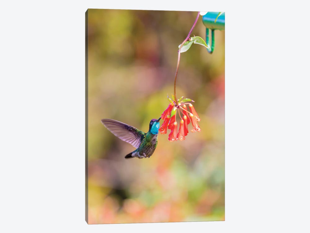 Central America, Costa Rica. Male talamanca hummingbird feeding. by Jaynes Gallery 1-piece Art Print