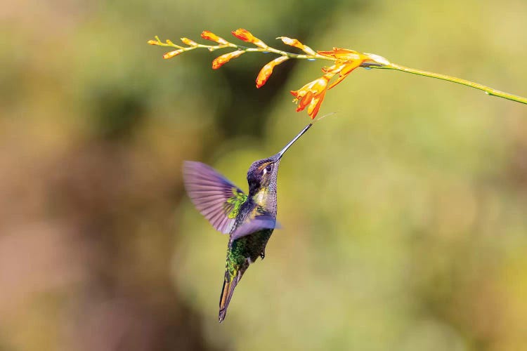 Central America, Costa Rica. Male talamanca hummingbird feeding.