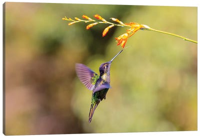 Central America, Costa Rica. Male talamanca hummingbird feeding. Canvas Art Print