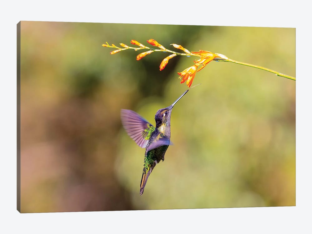Central America, Costa Rica. Male talamanca hummingbird feeding. by Jaynes Gallery 1-piece Canvas Artwork