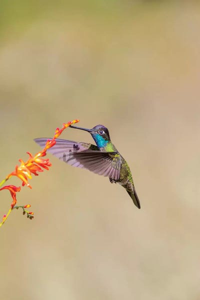 Central America, Costa Rica. Male talamanca hummingbird feeding. by Jaynes Gallery canvas print