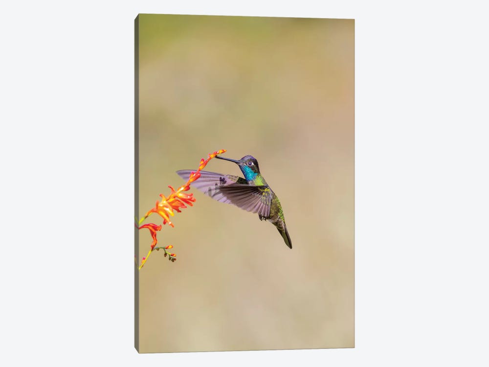 Central America, Costa Rica. Male talamanca hummingbird feeding. by Jaynes Gallery 1-piece Canvas Art Print