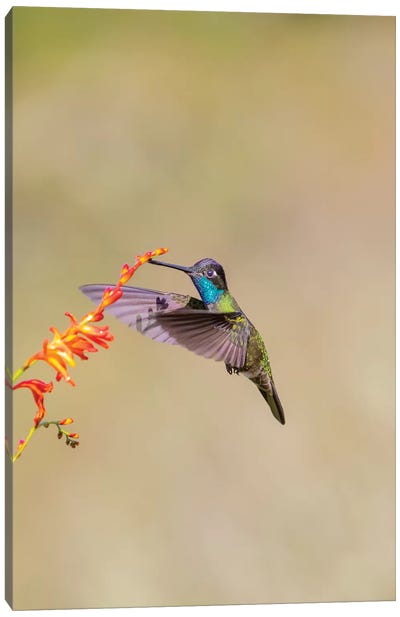 Central America, Costa Rica. Male talamanca hummingbird feeding. Canvas Art Print - Central America