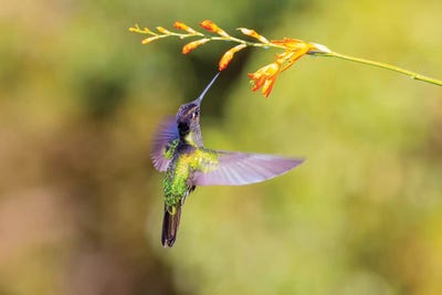 Central America, Costa Rica. Male talamanca hummingbird feeding. by Jaynes Gallery canvas print
