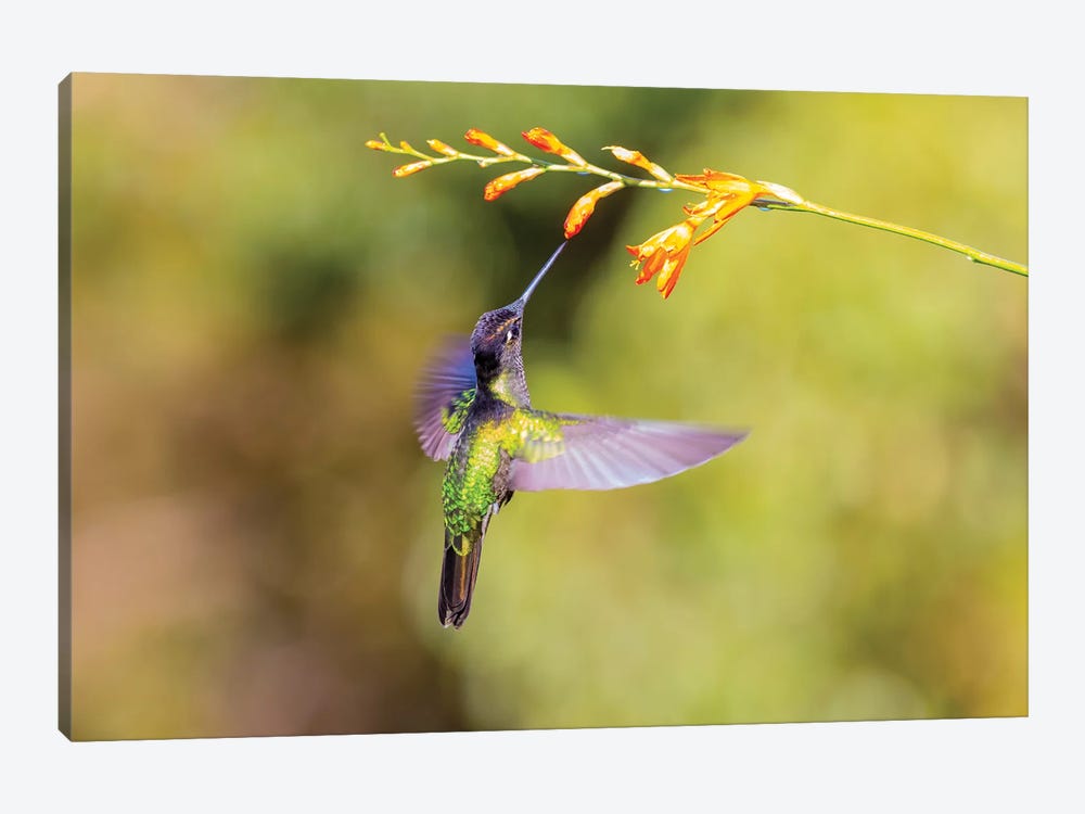 Central America, Costa Rica. Male talamanca hummingbird feeding. by Jaynes Gallery 1-piece Canvas Art