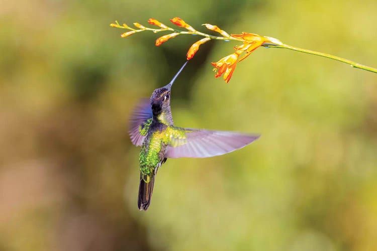 Central America, Costa Rica. Male talamanca hummingbird feeding.