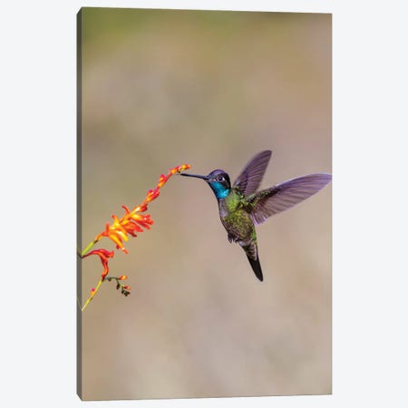 Central America, Costa Rica. Male talamanca hummingbird feeding. Canvas Print #JYG536} by Jaynes Gallery Canvas Wall Art