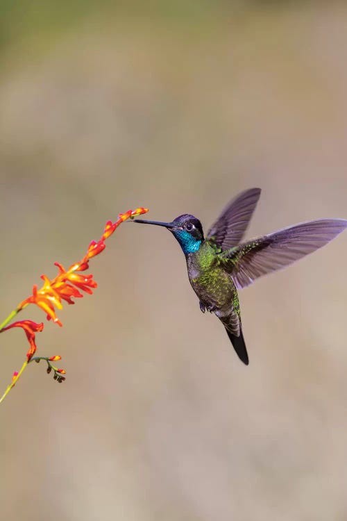 Central America, Costa Rica. Male talamanca hummingbird feeding.