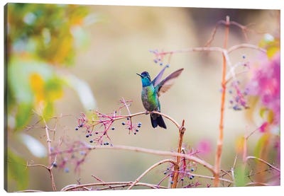 Central America, Costa Rica. Male talamanca hummingbird. Canvas Art Print - Central America