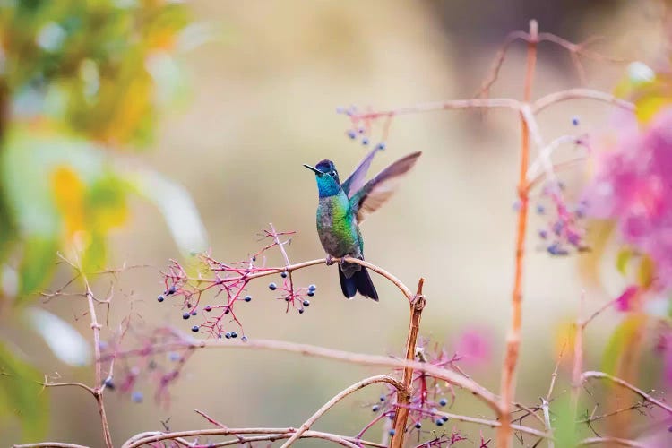 Central America, Costa Rica. Male talamanca hummingbird.