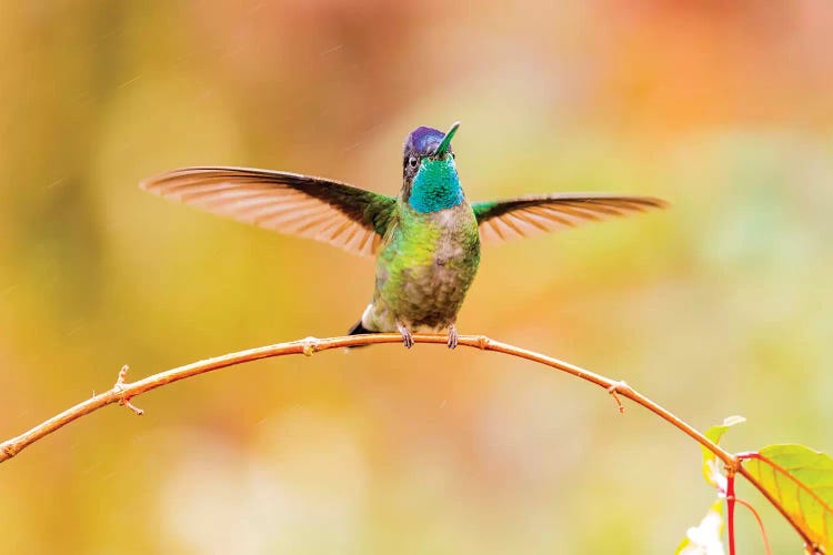 Central America, Costa Rica. Male talamanca hummingbird.