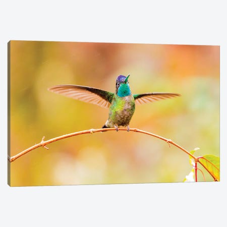 Central America, Costa Rica. Male talamanca hummingbird. Canvas Print #JYG538} by Jaynes Gallery Art Print