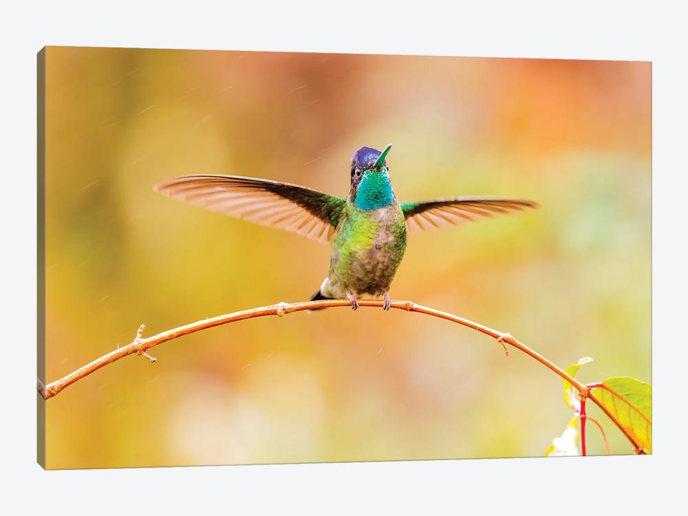 Central America, Costa Rica. Male talamanca hummingbird. by Jaynes Gallery 1-piece Canvas Art Print