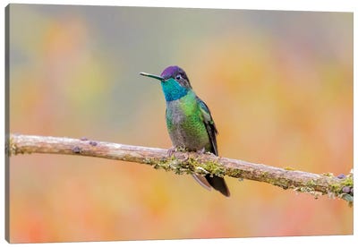 Central America, Costa Rica. Male talamanca hummingbird. Canvas Art Print - Central America