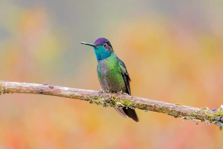 Central America, Costa Rica. Male talamanca hummingbird.