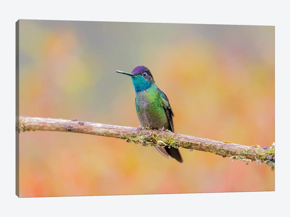 Central America, Costa Rica. Male talamanca hummingbird. by Jaynes Gallery 1-piece Canvas Art
