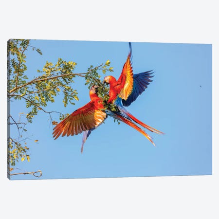 Central America, Costa Rica. Scarlet macaw pair in tree. Canvas Print #JYG540} by Jaynes Gallery Canvas Artwork