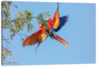 Central America, Costa Rica. Scarlet macaw pair in tree. Canvas Art Print - Jordy Blue