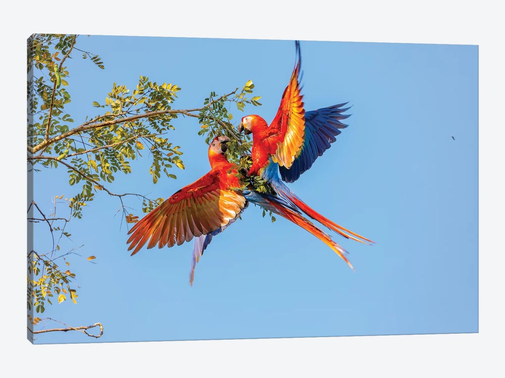 Central America, Costa Rica. Scarlet macaw pair in tree. by Jaynes Gallery 1-piece Canvas Artwork