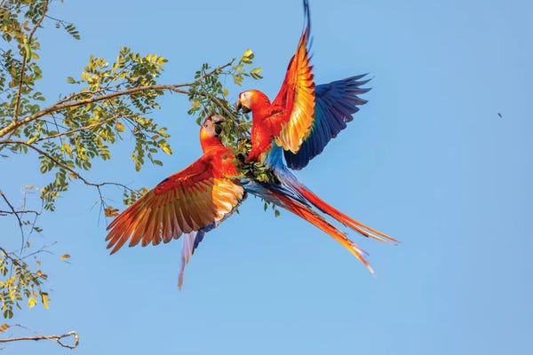 Parrots: Central America, Costa Rica. Scarlet macaw pair in tree. by Jaynes Gallery