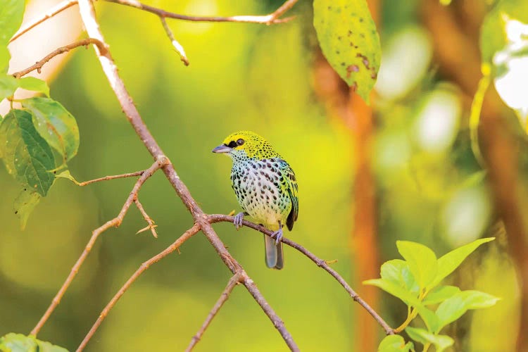 Central America, Costa Rica. Speckled tanager in tree.