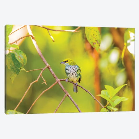 Central America, Costa Rica. Speckled tanager in tree. Canvas Print #JYG541} by Jaynes Gallery Canvas Wall Art