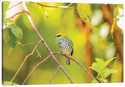 Central America, Costa Rica. Speckled tanager in tree. Canvas Art Print