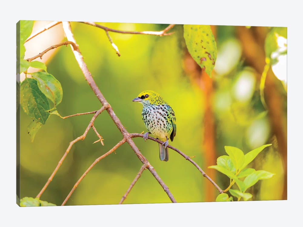 Central America, Costa Rica. Speckled tanager in tree. by Jaynes Gallery 1-piece Art Print