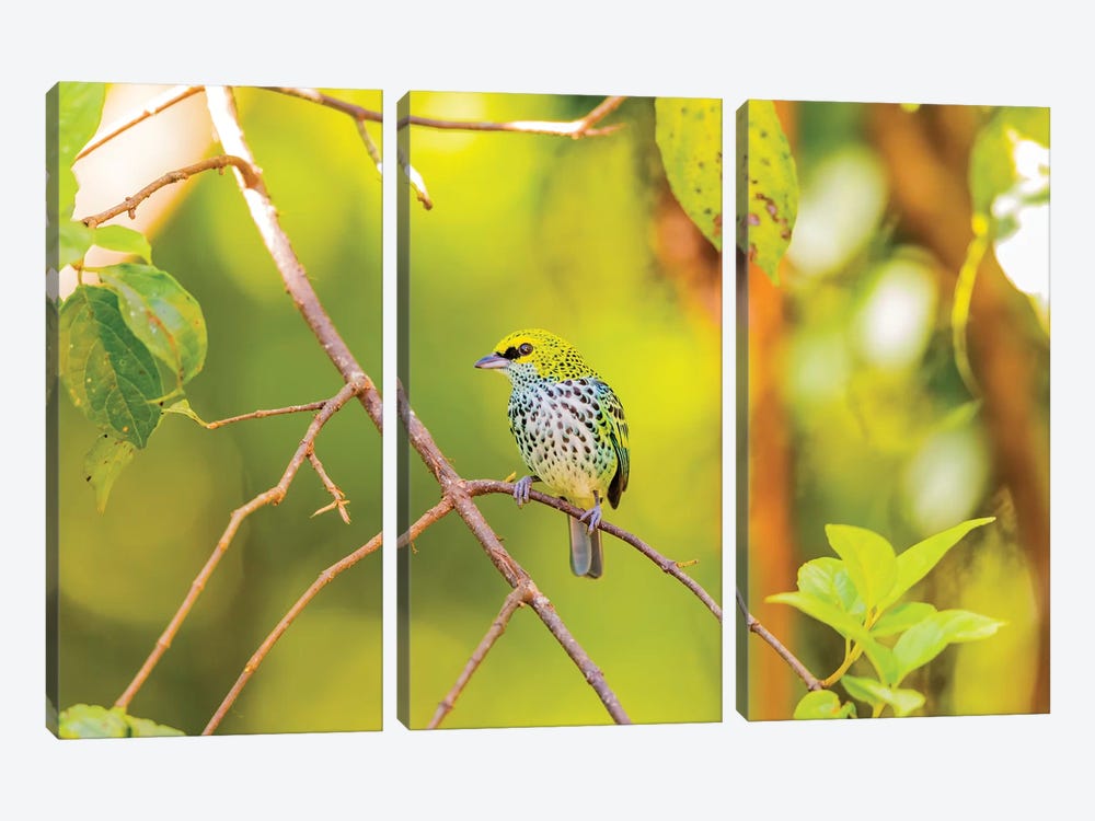 Central America, Costa Rica. Speckled tanager in tree. by Jaynes Gallery 3-piece Art Print