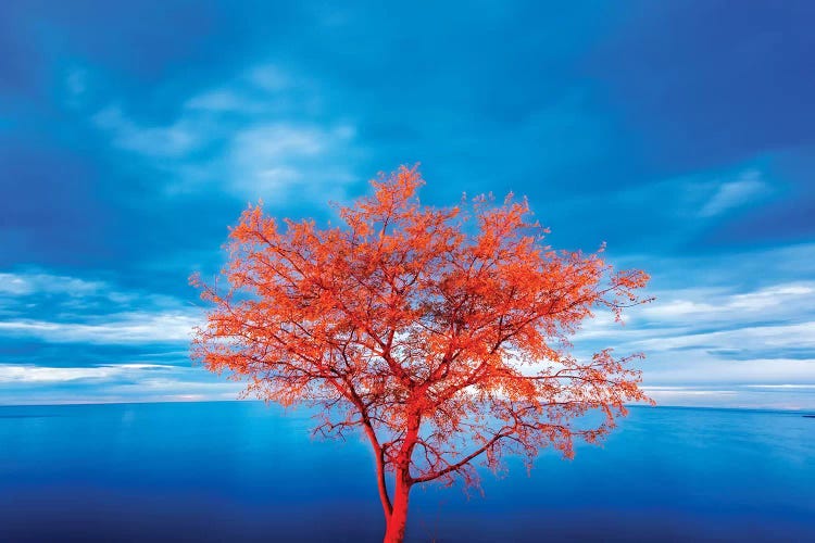 Croatia, Rovinj. tree at blue hour 