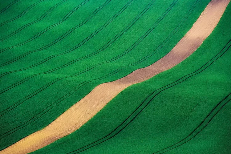 Czech Republic, Southern Moravia. Farm field of green wheat. 