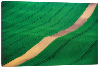 Czech Republic, Southern Moravia. Farm field of green wheat.  Canvas Art Print - Czech Republic Art