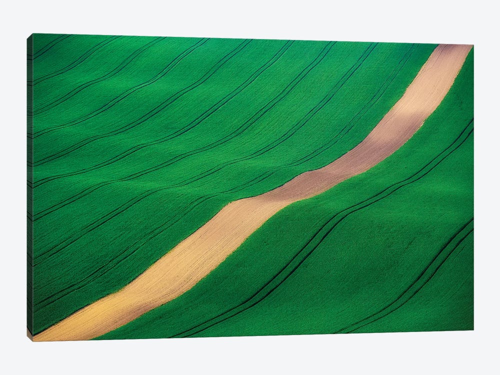 Czech Republic, Southern Moravia. Farm field of green wheat.  by Jaynes Gallery 1-piece Canvas Art Print