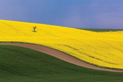 Czech Republic, Southern Moravia. Farm field of yellow canola and wheat.  by Jaynes Gallery framed canvas print