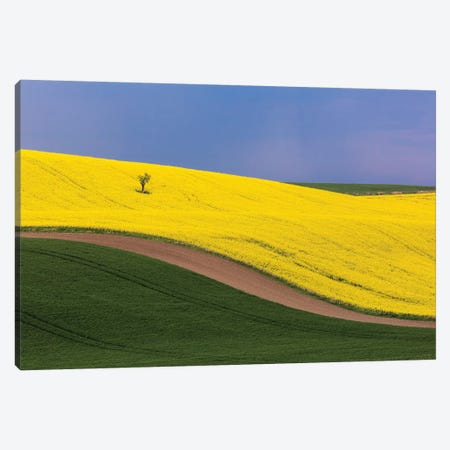 Czech Republic, Southern Moravia. Farm field of yellow canola and wheat.  Canvas Print #JYG550} by Jaynes Gallery Canvas Art Print