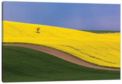 Czech Republic, Southern Moravia. Farm field of yellow canola and wheat.  Canvas Art Print - Czech Republic Art