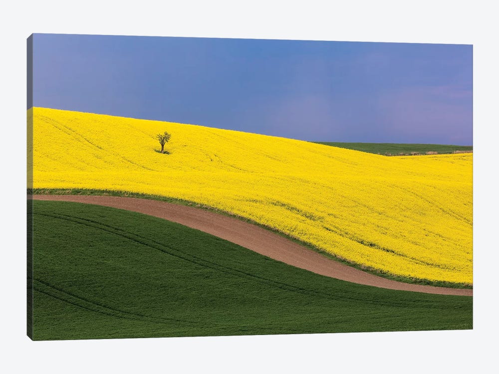 Czech Republic, Southern Moravia. Farm field of yellow canola and wheat.  by Jaynes Gallery 1-piece Canvas Print