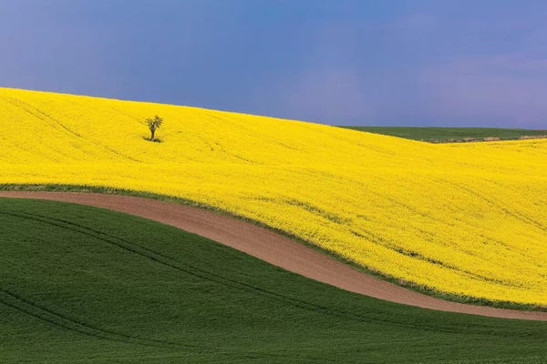 Czech Republic, Southern Moravia. Farm field of yellow canola and wheat.