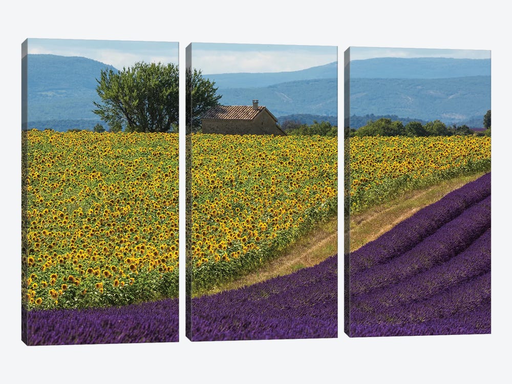 France, Provence. Lavender field in the Valensole Plateau.  by Jaynes Gallery 3-piece Canvas Artwork