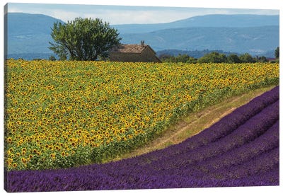France, Provence. Lavender field in the Valensole Plateau.  Canvas Art Print - Herb Art