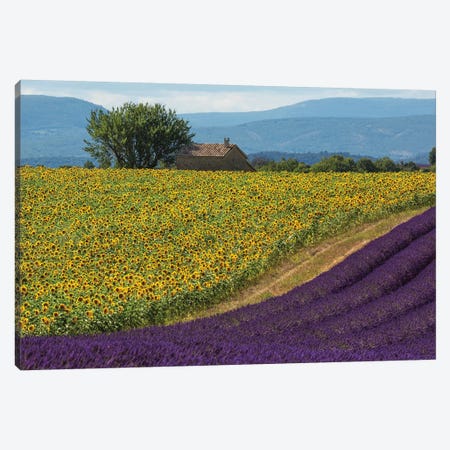 France, Provence. Lavender field in the Valensole Plateau.  Canvas Print #JYG551} by Jaynes Gallery Canvas Print