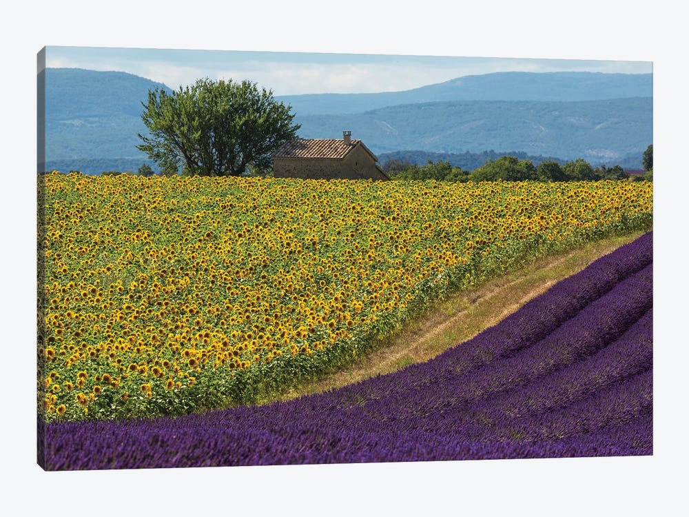 France, Provence. Lavender field in the Valensole Plateau.  by Jaynes Gallery 1-piece Canvas Wall Art