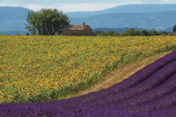 France, Provence. Lavender field in the Valensole Plateau.