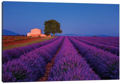 France, Provence. Lavender field in the Valensole Plateau.  Canvas Art Print - Herb Art